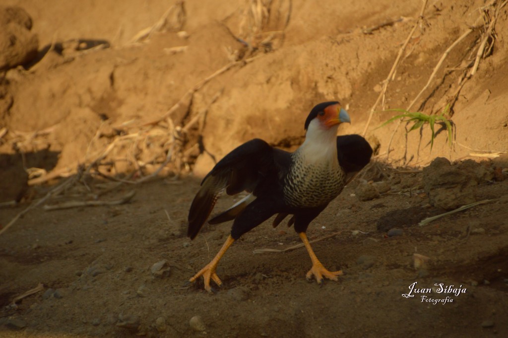 Foto de Tarcoles (Puntarenas), Costa Rica