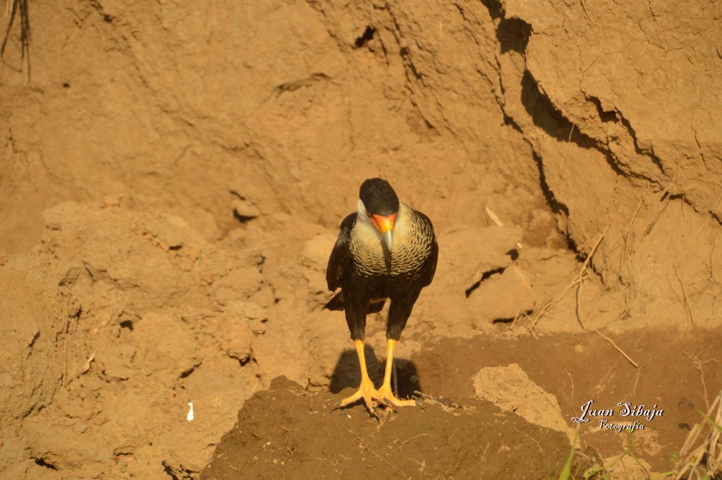 Foto de Tarcoles (Puntarenas), Costa Rica