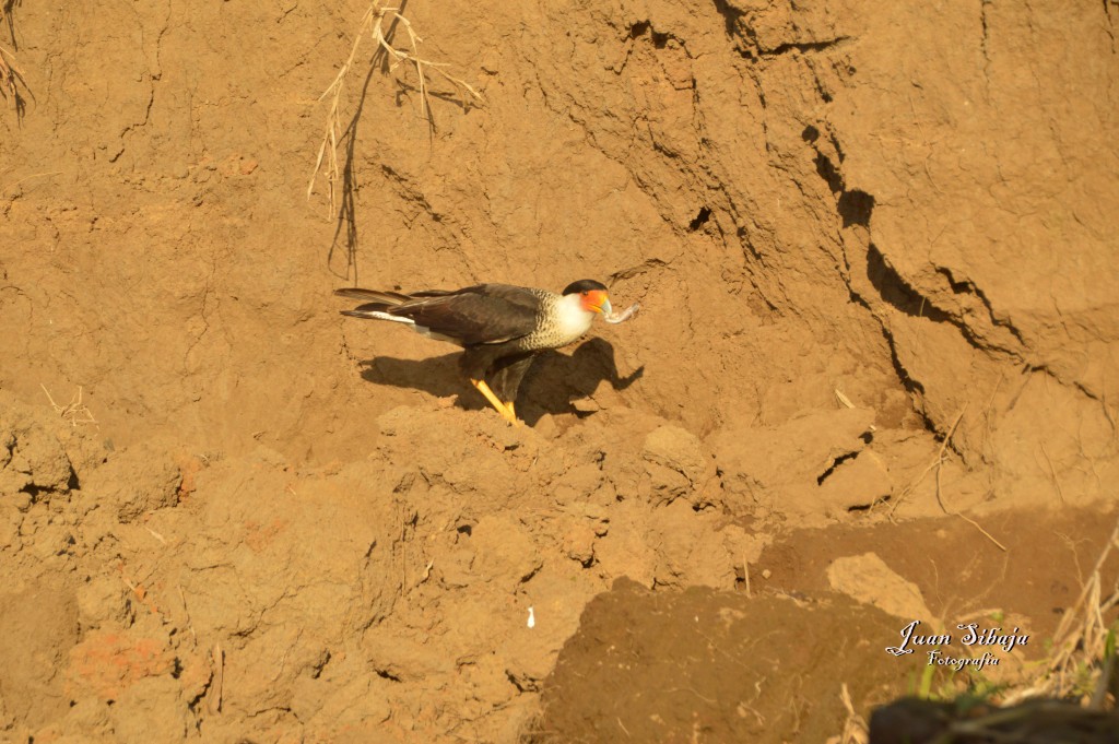 Foto de Tarcoles (Puntarenas), Costa Rica