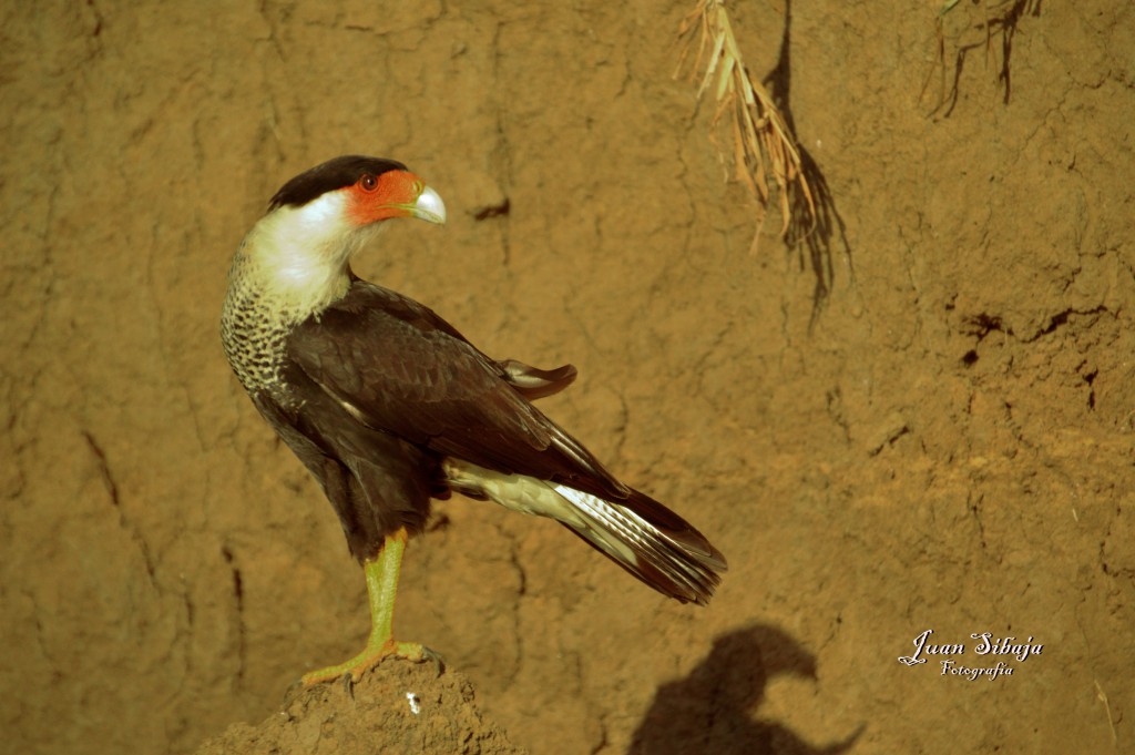 Foto de Tarcoles (Puntarenas), Costa Rica