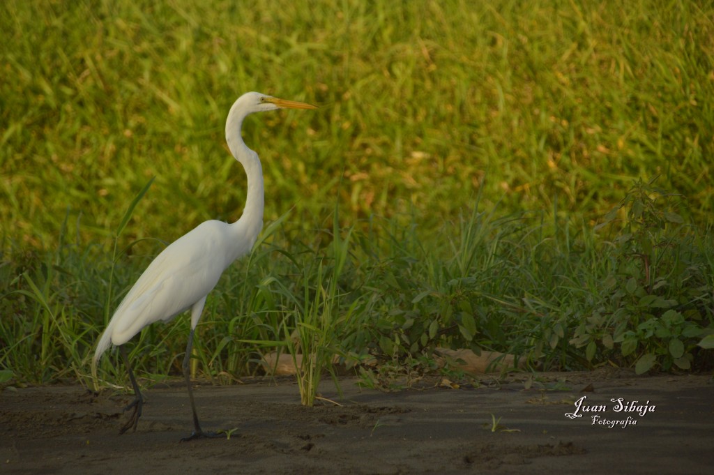 Foto de Tarcoles (Puntarenas), Costa Rica