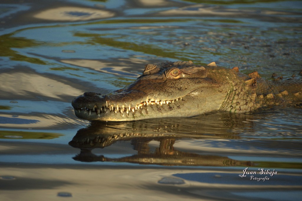 Foto de Tarcoles (Puntarenas), Costa Rica
