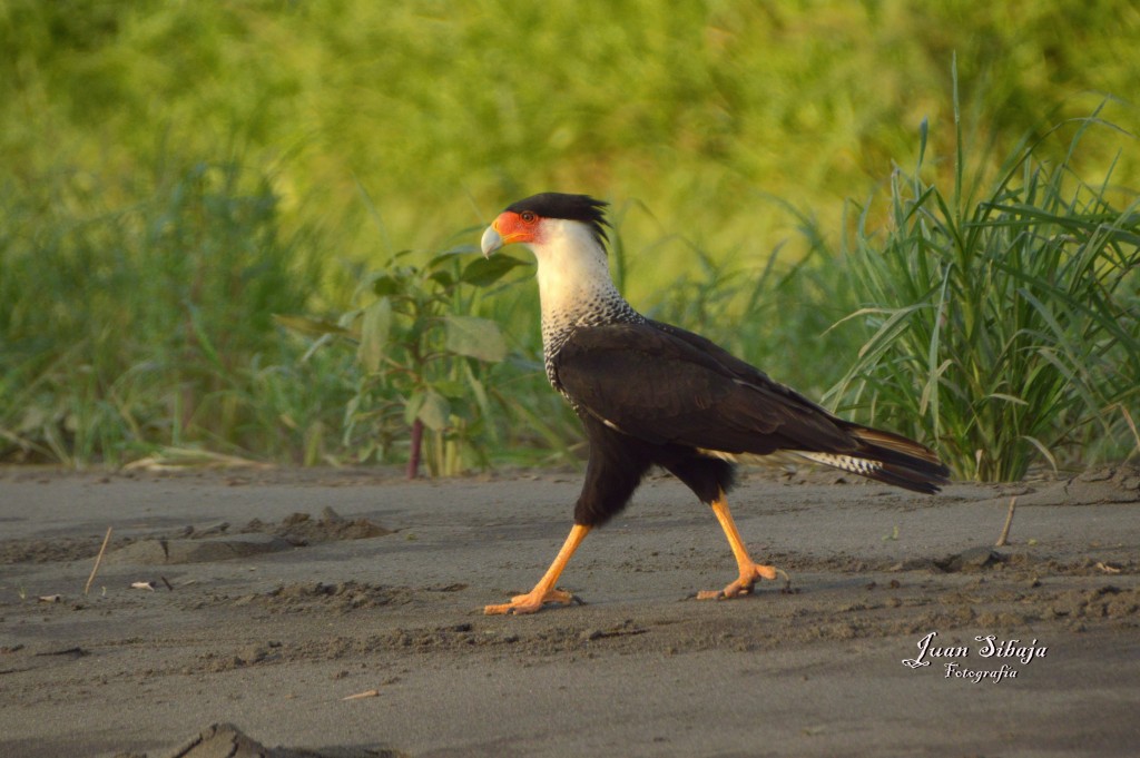Foto de Tarcoles (Puntarenas), Costa Rica