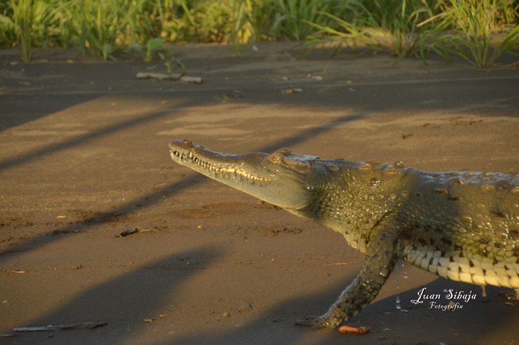 Foto de Tarcoles (Puntarenas), Costa Rica