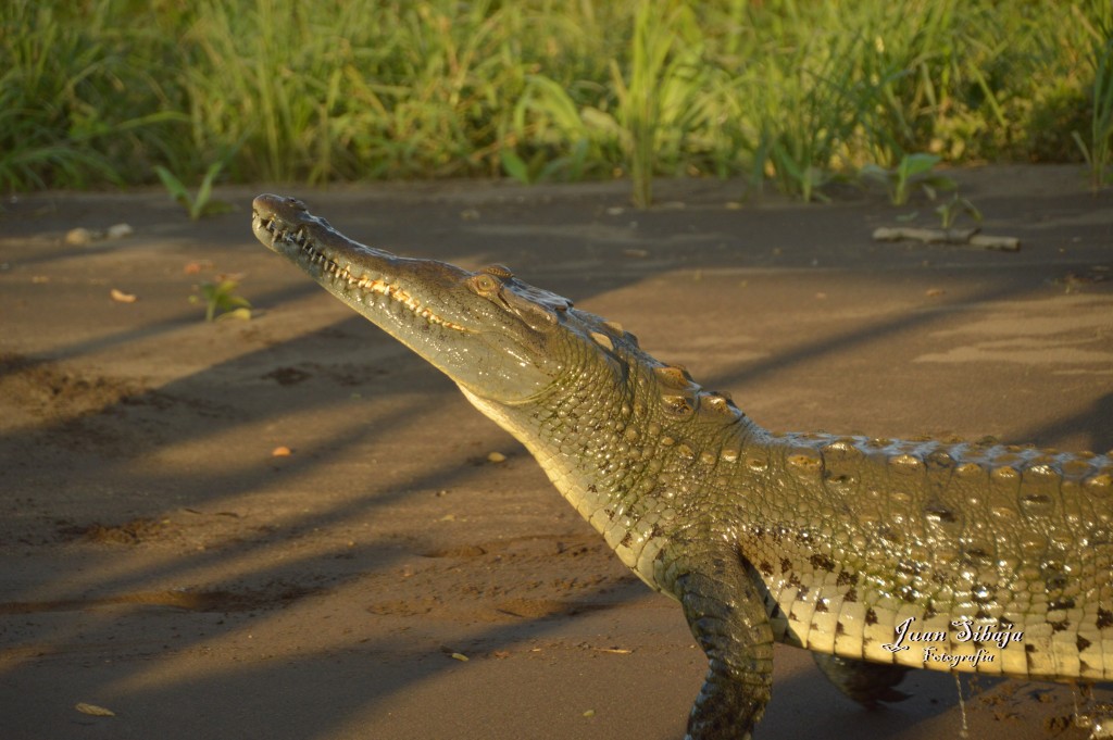Foto de Tarcoles (Puntarenas), Costa Rica