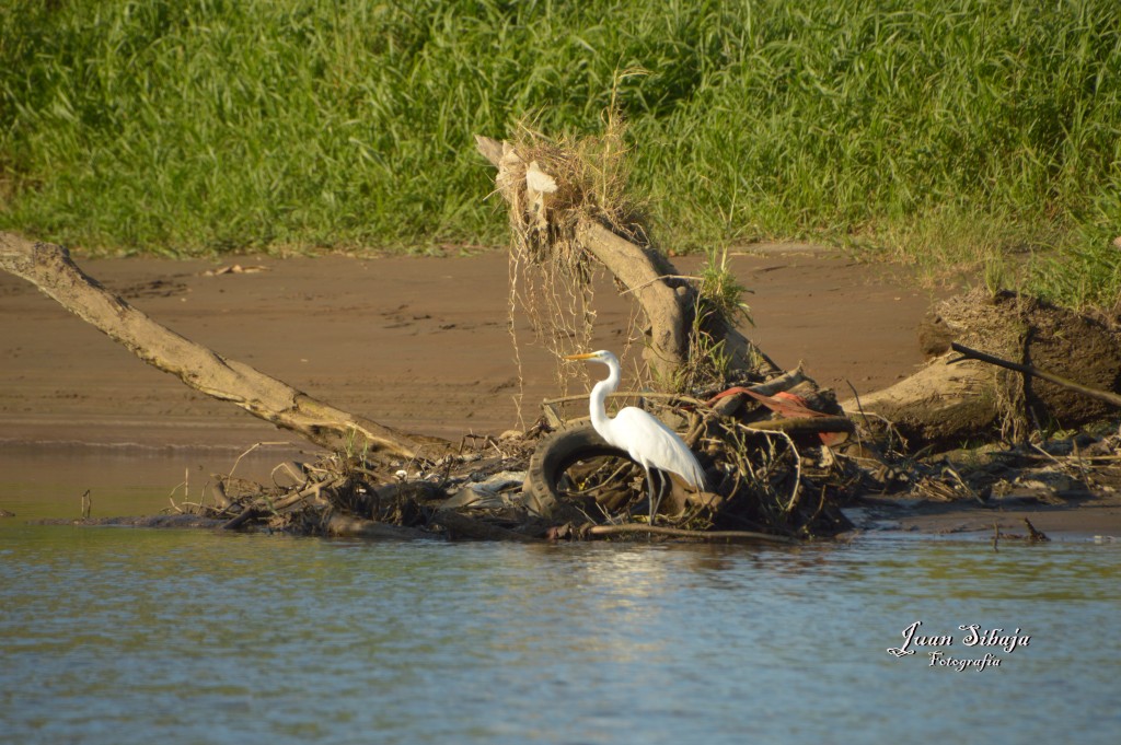 Foto de Tarcoles (Puntarenas), Costa Rica