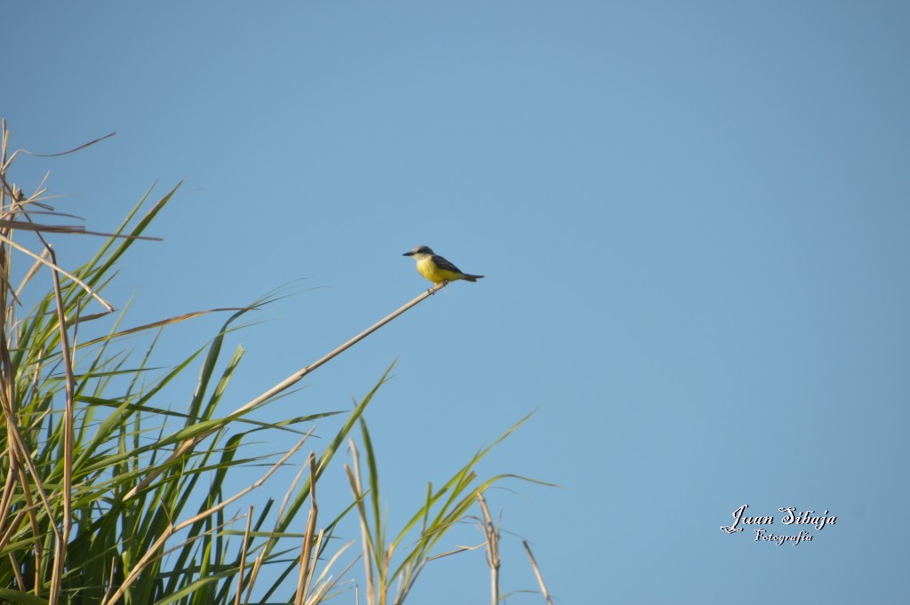 Foto de Tarcoles (Puntarenas), Costa Rica