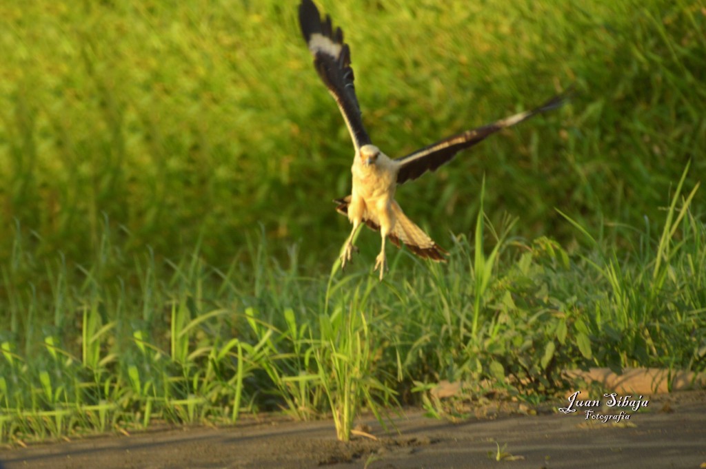 Foto de Tarcoles (Puntarenas), Costa Rica
