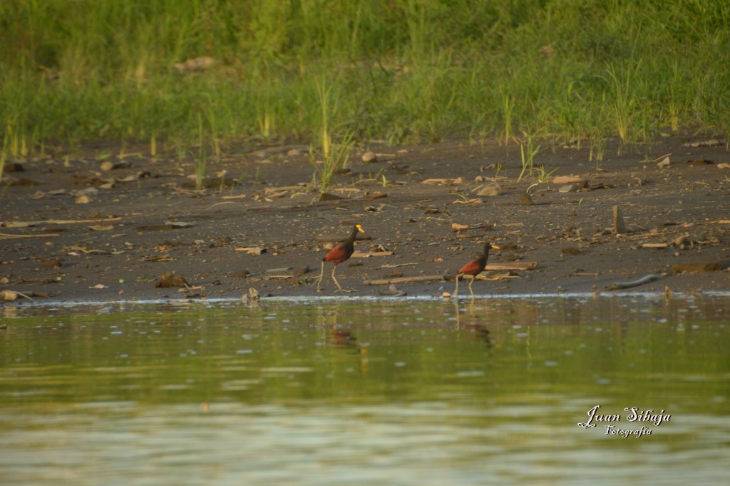 Foto de Tarcoles (Puntarenas), Costa Rica