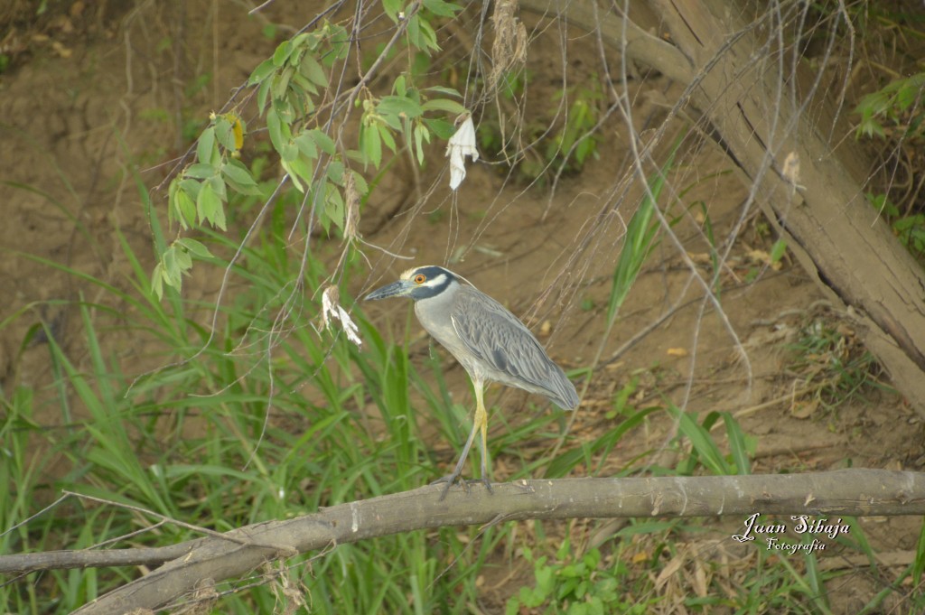 Foto de Tarcoles (Puntarenas), Costa Rica