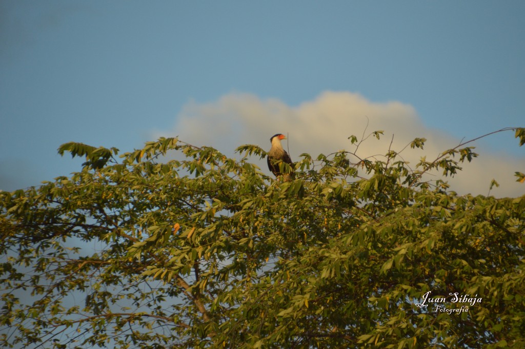 Foto de Tarcoles (Puntarenas), Costa Rica