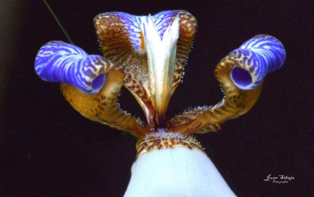 Foto de Tarcoles (Puntarenas), Costa Rica