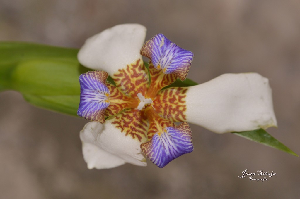 Foto de Tarcoles (Puntarenas), Costa Rica