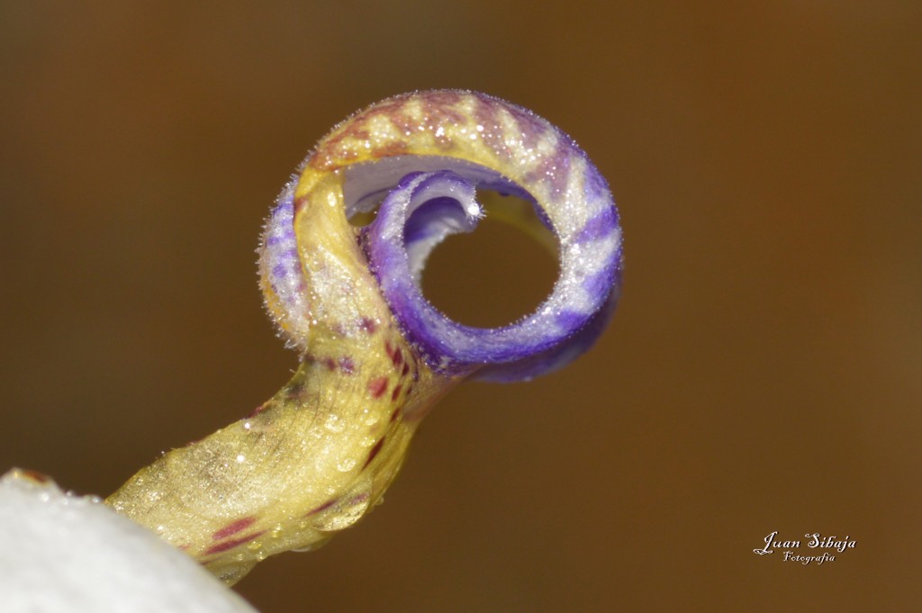 Foto de Tarcoles (Puntarenas), Costa Rica