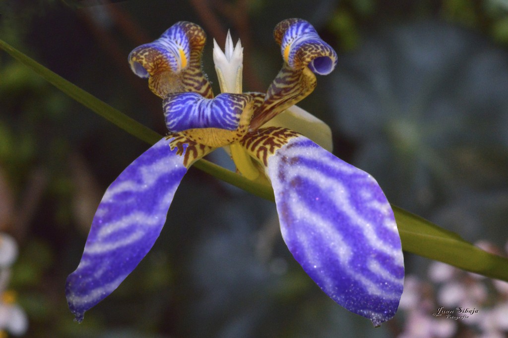 Foto de Tarcoles (Puntarenas), Costa Rica