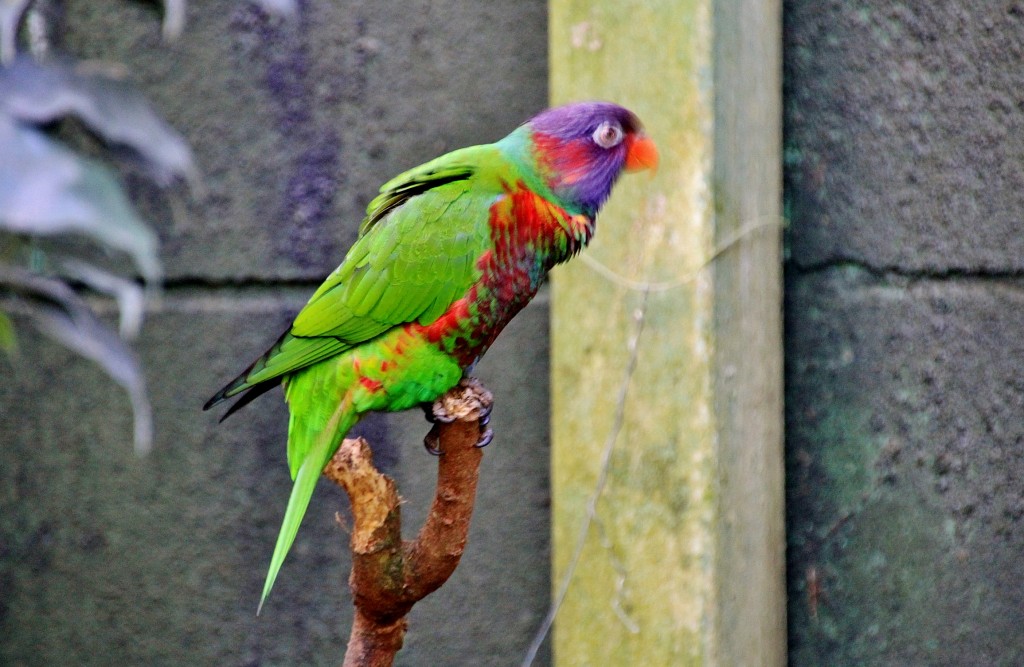 Foto: Butterfly Park - Castelló d´Empuries (Girona), España