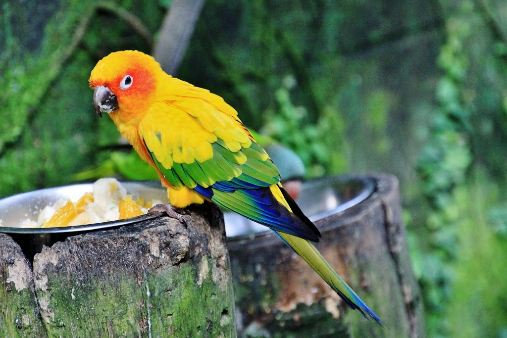 Foto: Butterfly Park - Castelló d´Empuries (Girona), España