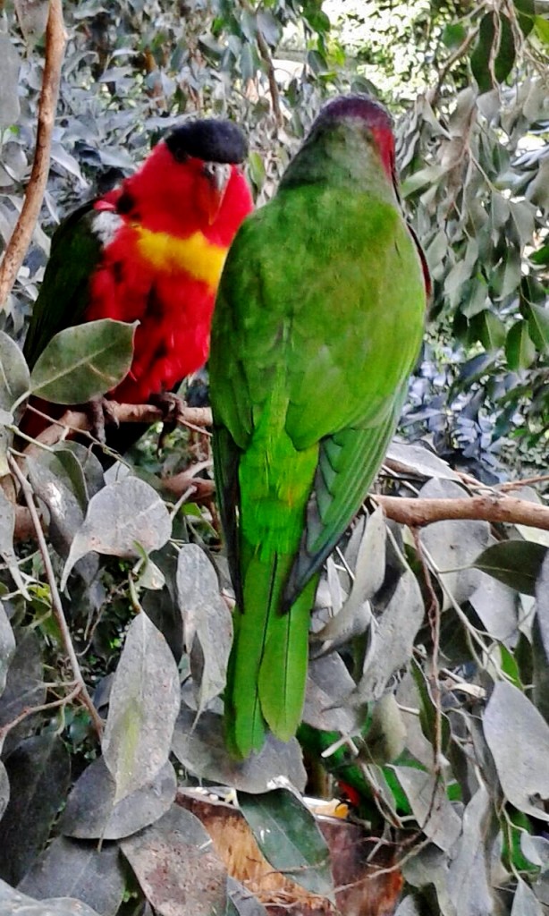 Foto: Butterfly Park - Castelló d´Empuries (Girona), España