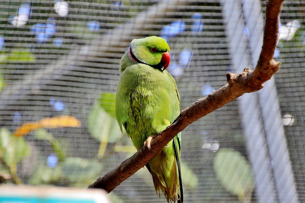 Foto: Butterfly Park - Castelló d´Empuries (Girona), España