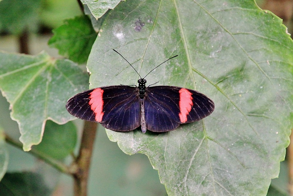 Foto: Butterfly Park - Castelló d´Empuries (Girona), España