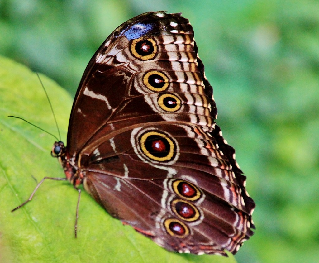 Foto: Butterfly Park - Castelló d´Empuries (Girona), España