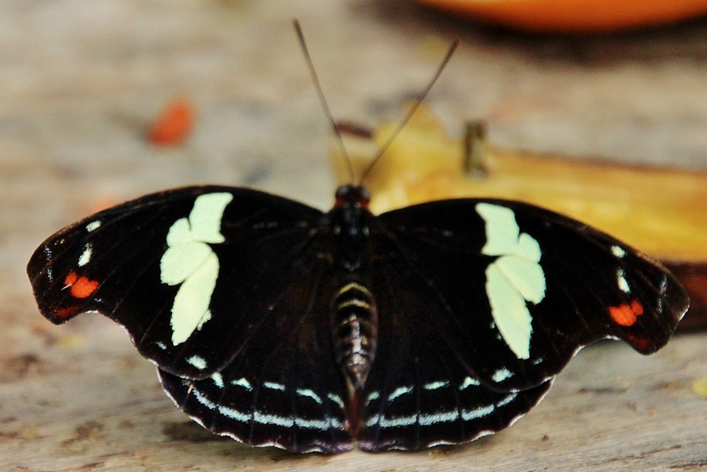 Foto: Butterfly Park - Castelló d´Empuries (Girona), España