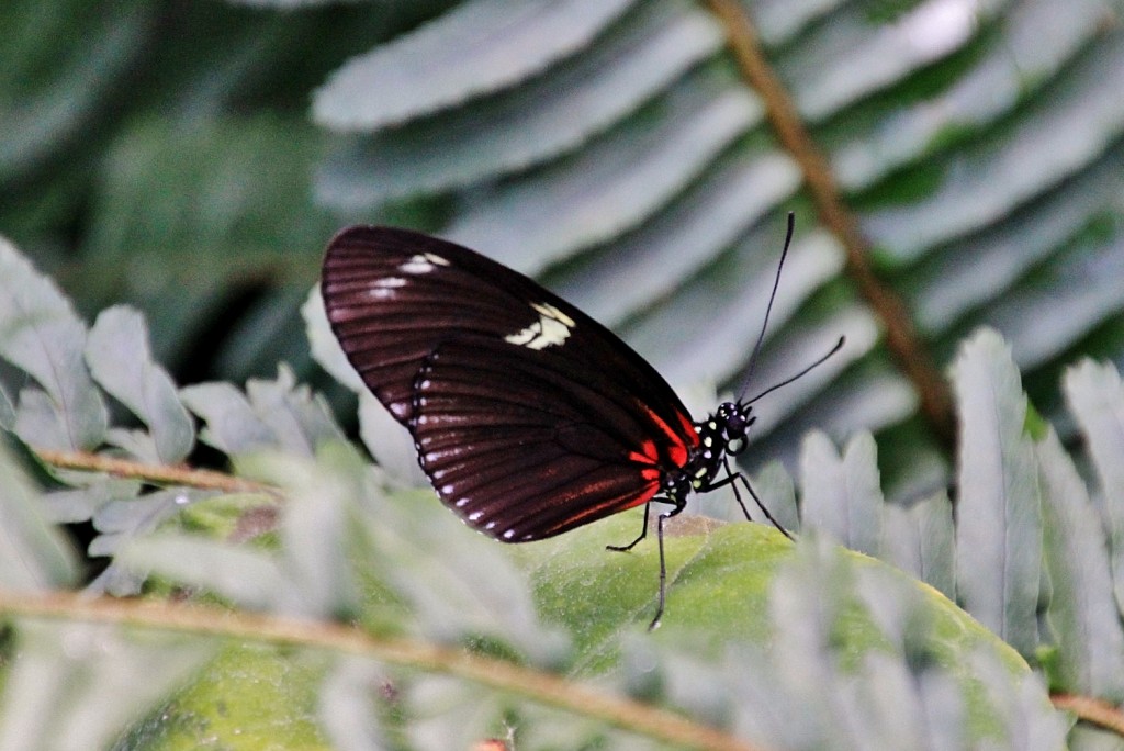 Foto: Butterfly Park - Castelló d´Empuries (Girona), España
