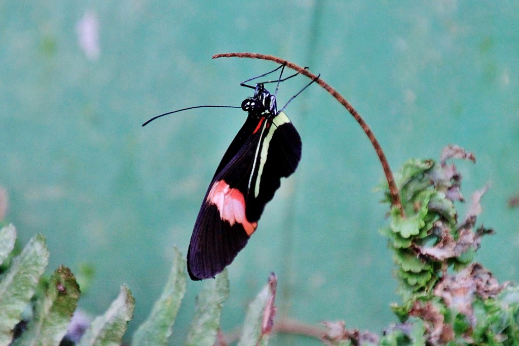 Foto: Butterfly Park - Castelló d´Empuries (Girona), España