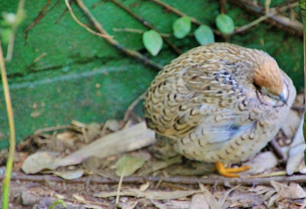 Foto: Butterfly Park - Castelló d´Empuries (Girona), España