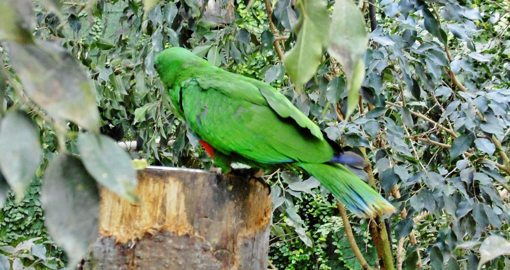 Foto: Butterfly Park - Castelló d´Empuries (Girona), España