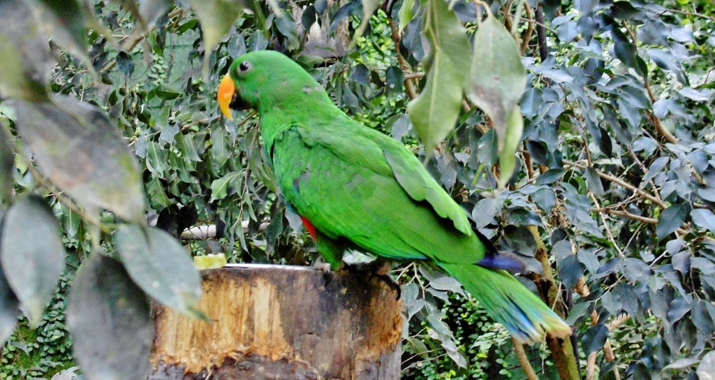 Foto: Butterfly Park - Castelló d´Empuries (Girona), España