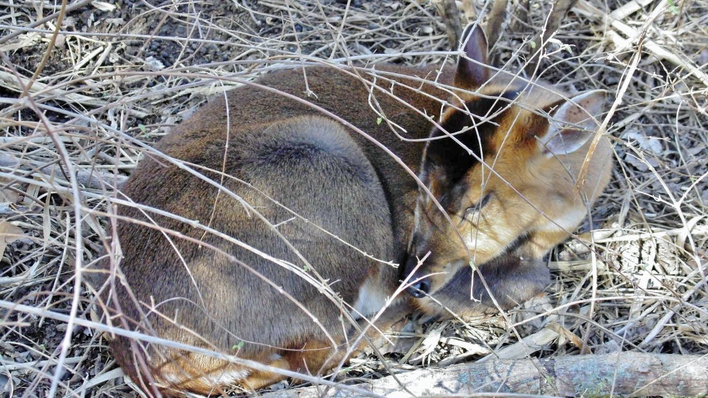 Foto: Butterfly Park - Castelló d´Empuries (Girona), España