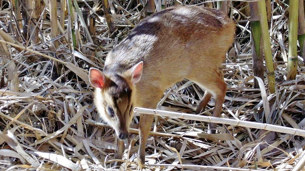Foto: Butterfly Park - Castelló d´Empuries (Girona), España