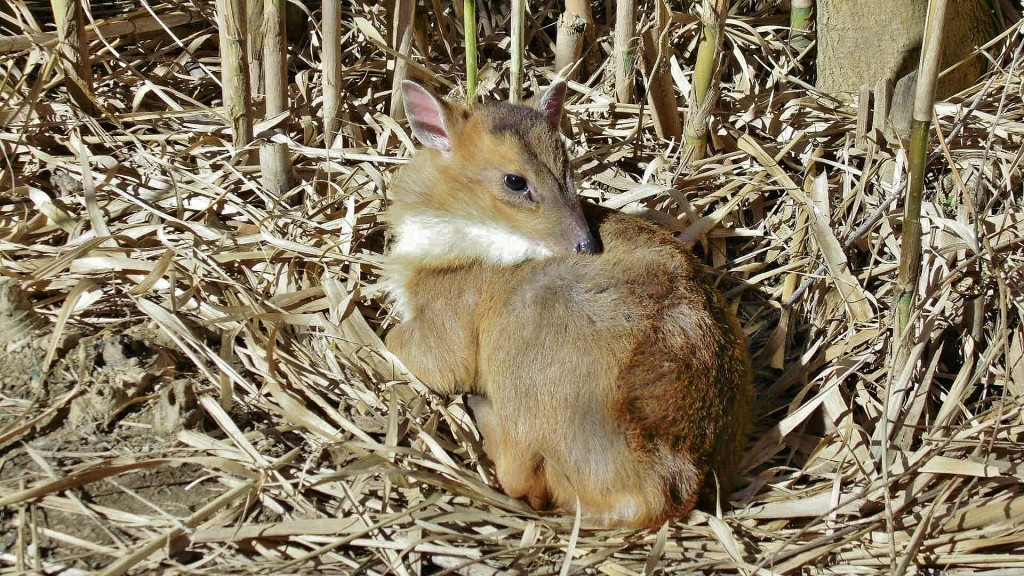 Foto: Butterfly Park - Castelló d´Empuries (Girona), España