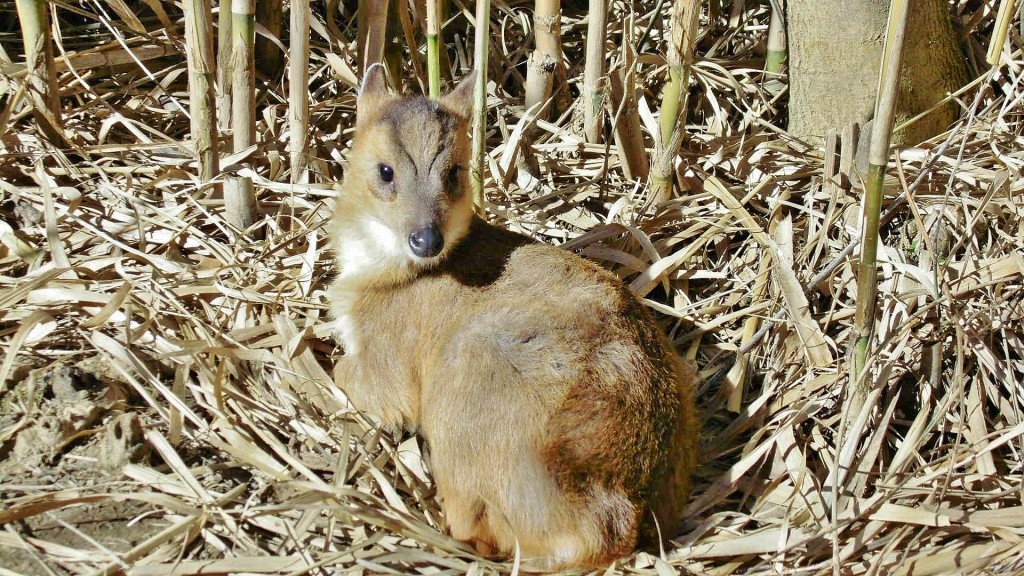 Foto: Butterfly Park - Castelló d´Empuries (Girona), España