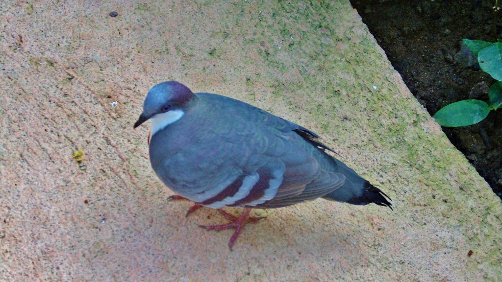 Foto: Butterfly Park - Castelló d´Empuries (Girona), España