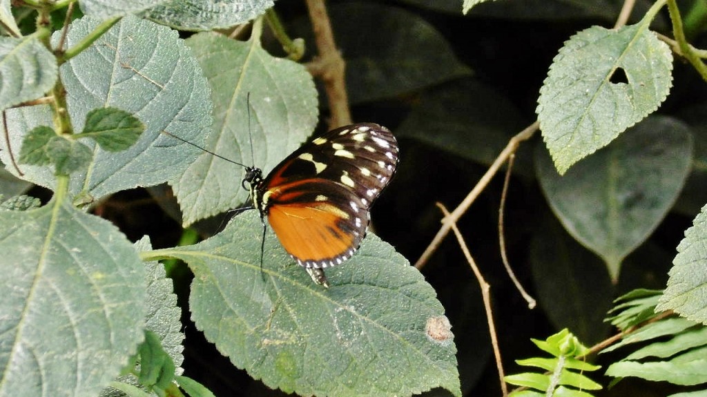 Foto: Butterfly Park - Castelló d´Empuries (Girona), España