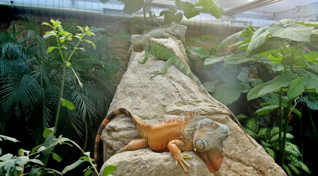 Foto: Butterfly Park - Castelló d´Empuries (Girona), España