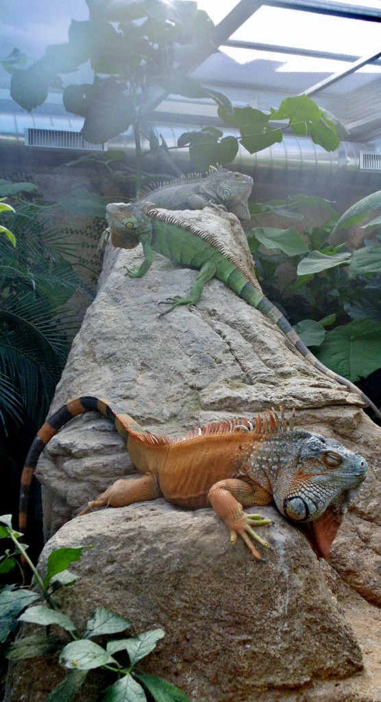 Foto: Butterfly Park - Castelló d´Empuries (Girona), España