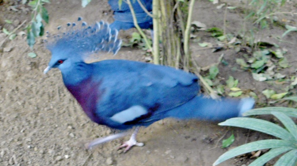 Foto: Butterfly Park - Castelló d´Empuries (Girona), España
