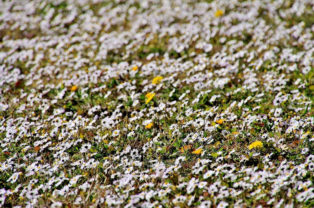 Foto: Un poco de color - L´Escala (Girona), España