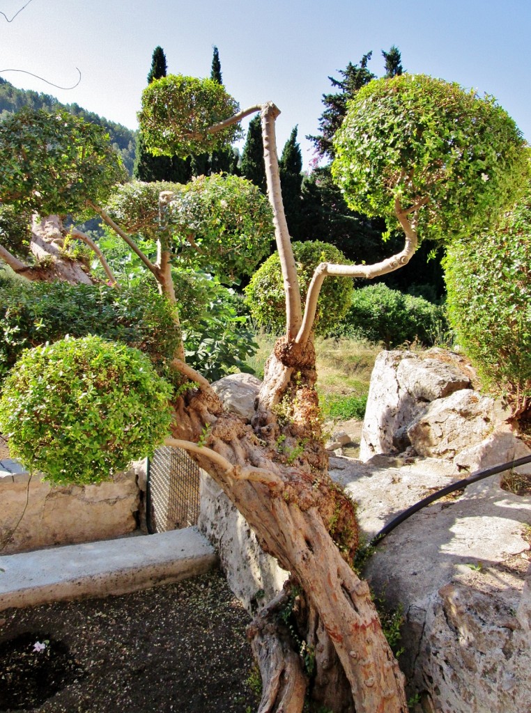 Foto: Jardines de Alfabia - Buñola (Mallorca) (Illes Balears), España