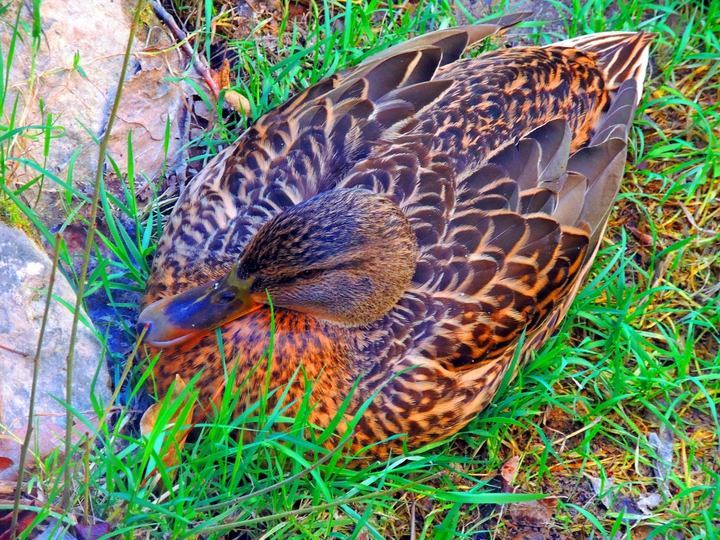 Foto: Pato dormitando - Cuenca (Castilla La Mancha), España