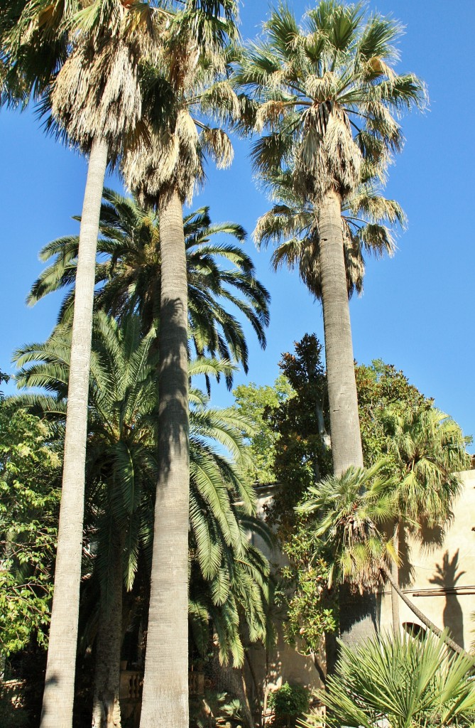 Foto: Jardines Alfabia - Buñola (Mallorca) (Illes Balears), España