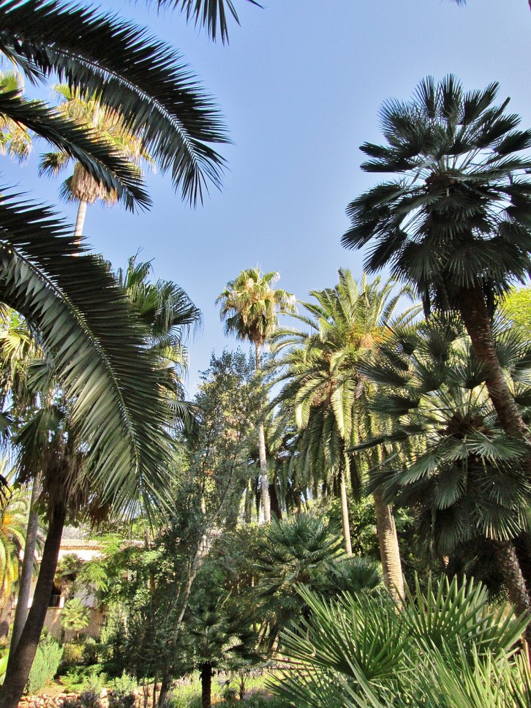 Foto: Jardines Alfabia - Buñola (Mallorca) (Illes Balears), España