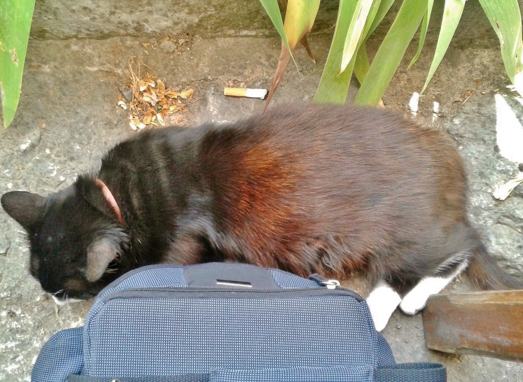 Foto: Gatito - Soller (Mallorca) (Illes Balears), España