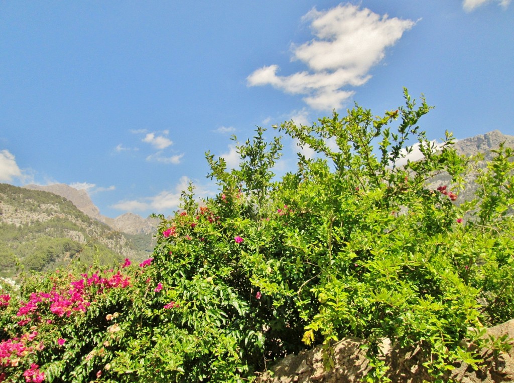 Foto: Centro histórico - Fornalutx (Mallorca) (Illes Balears), España
