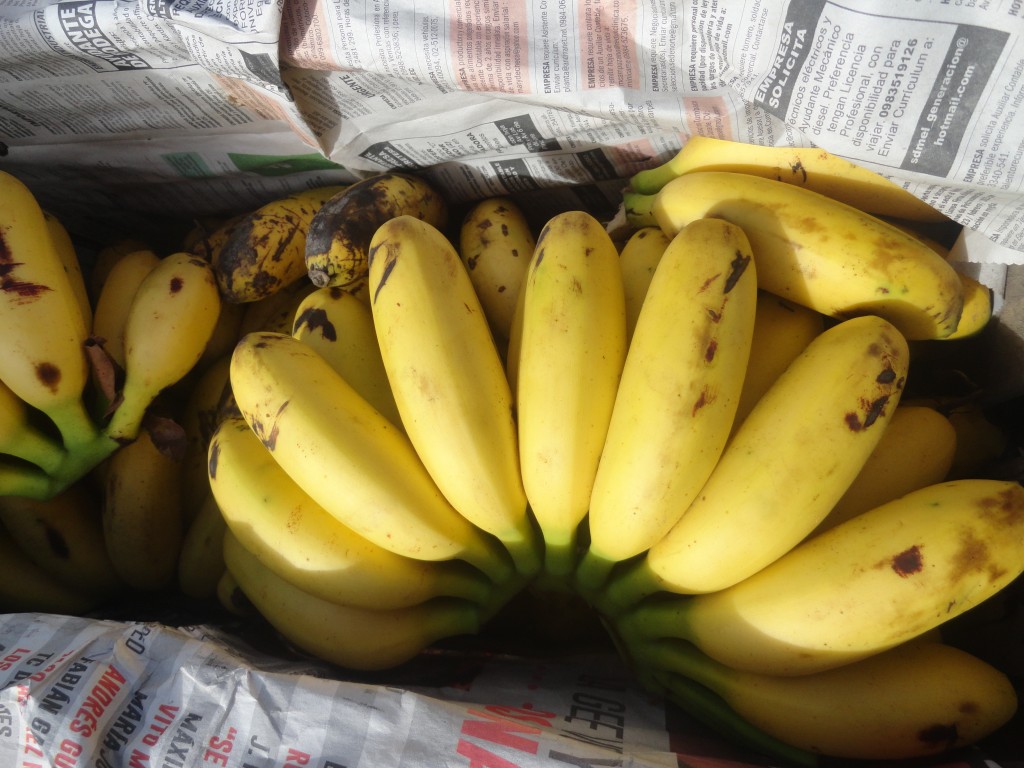 Foto: Oritos maduros - Penipe (Chimborazo), Ecuador