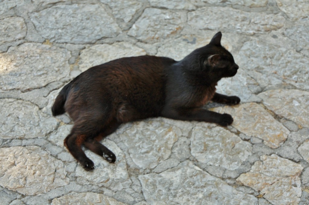 Foto: Gatito - Valldemossa (Mallorca) (Illes Balears), España