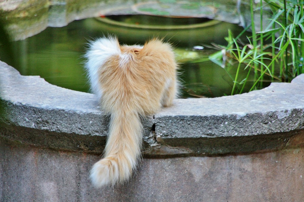 Foto: Gatito - Valldemossa (Mallorca) (Illes Balears), España